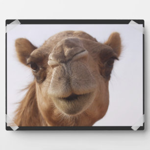Camel Plaque Fotoplaat