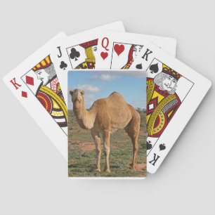 Camel Pokerkaarten