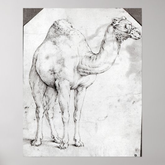 Camel Poster (Voorkant)