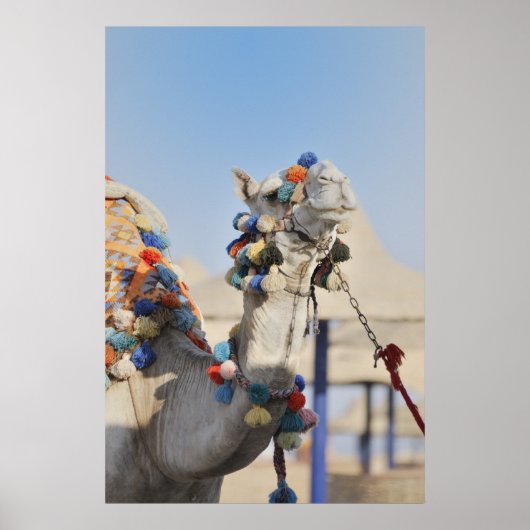 Camel Poster (Voorkant)