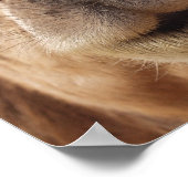 Camel Poster Print (Hoek)