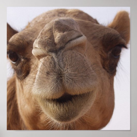 Camel Poster Print (Voorkant)