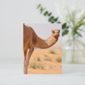 Camel pour Arabes Carte postale (Debout devant)