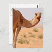 Camel pour Arabes Carte postale (Devant / Derrière)