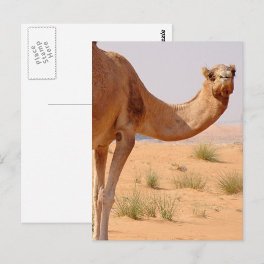 Camel pour Arabes Carte postale (Devant / Derrière)