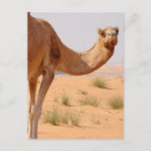 Camel pour Arabes Carte postale (Devant)