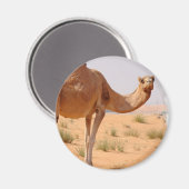 Camel pour Arabs Magnet (Recto/Verso)