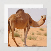 Camel pour les Arabes sur invitation (Devant / Derrière)