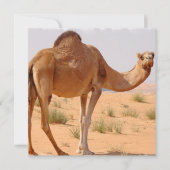 Camel pour les Arabes sur invitation (Devant)