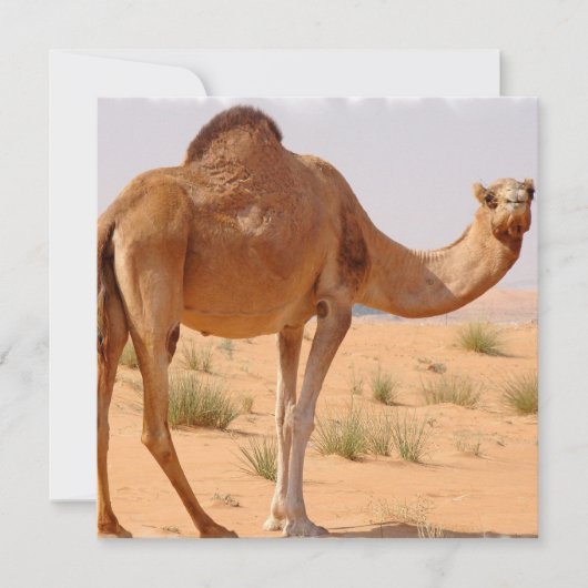 Camel pour les Arabes sur invitation (Devant)