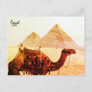 camel pyramids giza briefkaart