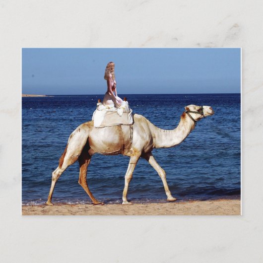 Camel Rider van het Zee Briefkaart (Voorkant)