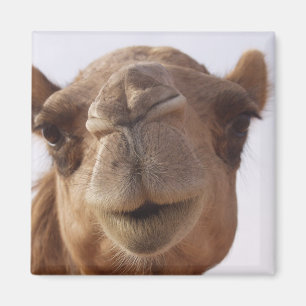 Camel Square Magnet Magneet