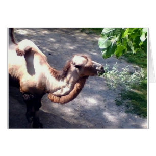 Camel tijd! Dieren van dierentuinen