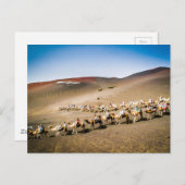 Camel Train op Lanzarote Briefkaart (Voorkant / Achterkant)