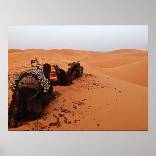 Camel van achteren poster (Voorkant)