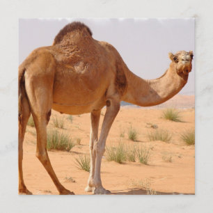 Camel voor Arabieren voor uitnodiging