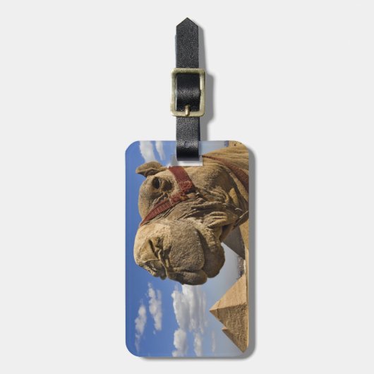 Camel voor de pyramiden van Giza, Egypte; Bagagelabel (Voorkant verticaal)