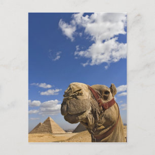 Camel voor de pyramiden van Giza, Egypte; Briefkaart