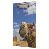 Camel voor de pyramiden van Giza, Egypte; Klembord (Links)