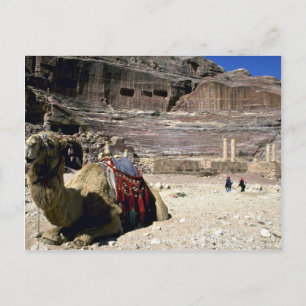 Camel voor Roman Theater, Jordanië Briefkaart