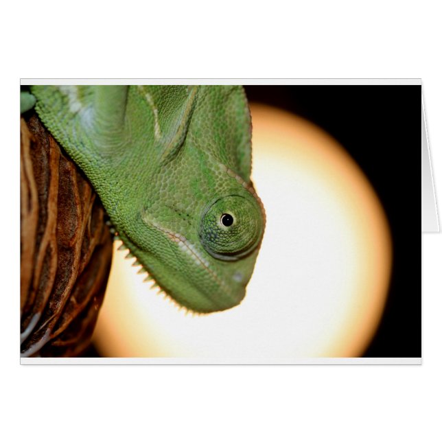 caméléon (Devant horizontal)