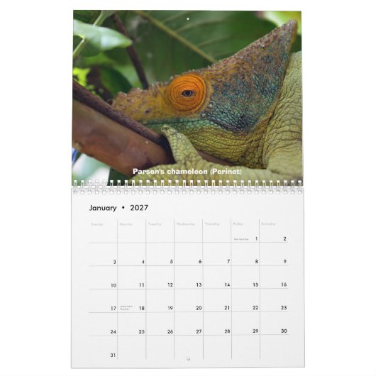Caméléons de calendrier du Madagascar (Jan 2027)