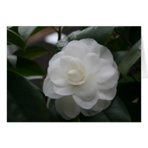 Camelia, blanc