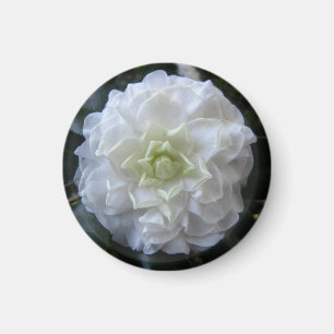 Camelia blanc Magnet circulaire photo