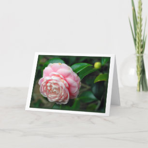 "Camelia " Kaart