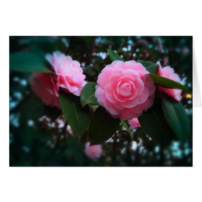 Camelias (Devant horizontal)