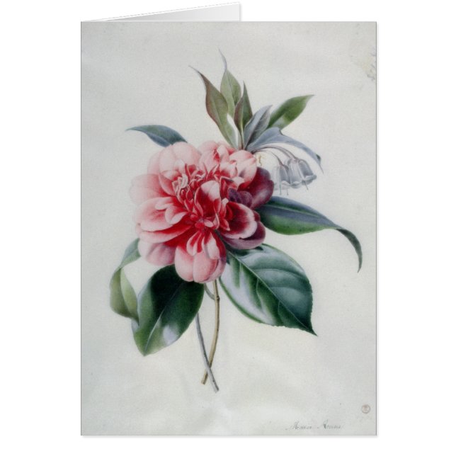 Camellia (Voorkant)