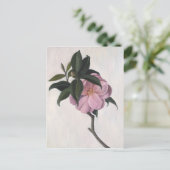 Camellia 1998 briefkaart (Staand voorkant)