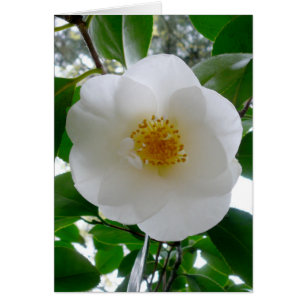 Camellia blanche