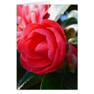 Camellia Blossom