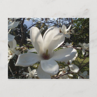 Camellia Blosson Briefkaart