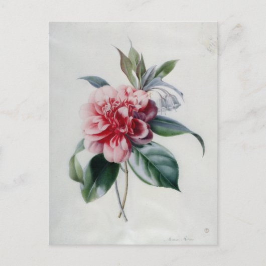 Camellia Briefkaart (Voorkant)