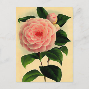  camellia briefkaart