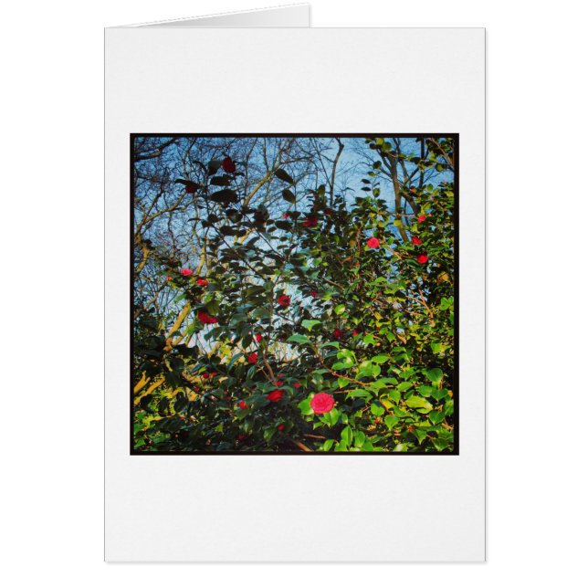 Camellia Bush. (Devant)