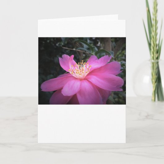 Camellia, carte (Devant)
