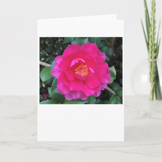 Camellia, carte (Devant)