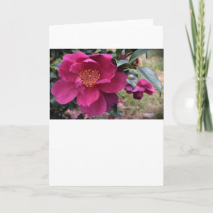 Camellia, carte