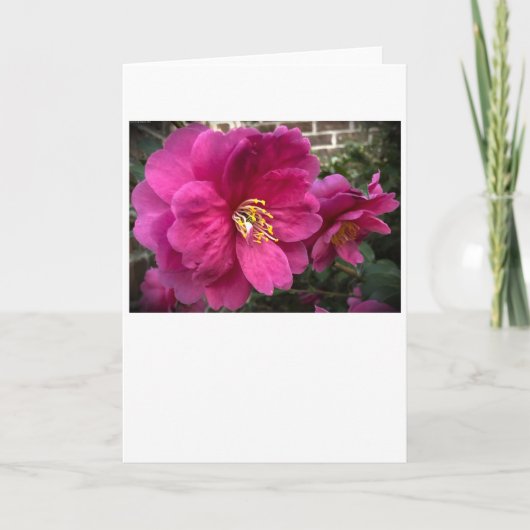 Camellia, carte (Devant)