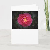 Camellia, carte (Devant)
