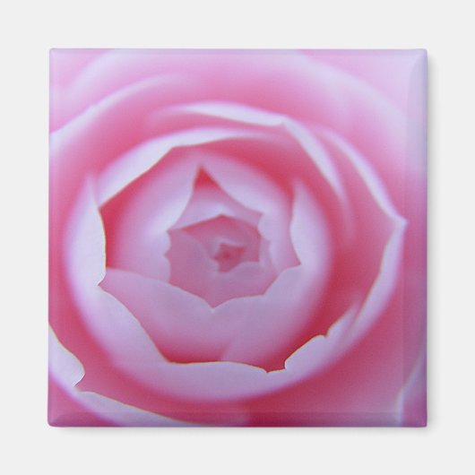 Camellia Closeup Magnet (Devant)