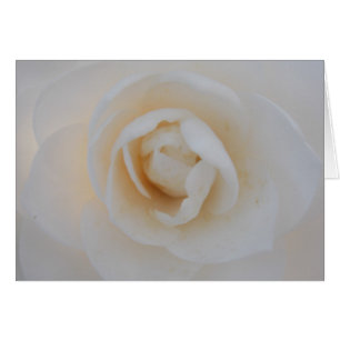 Camellia d'hiver