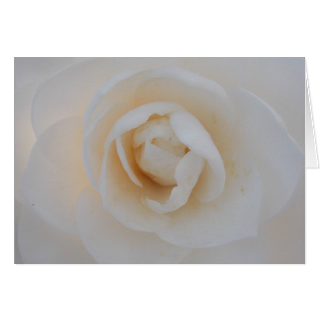 Camellia d'hiver (Devant horizontal)