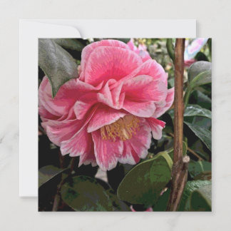Camellia Feestdagenkaart