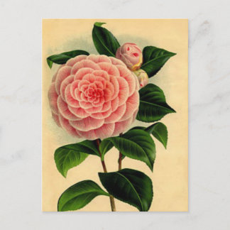  Camellia Floral Briefkaart -  Roze