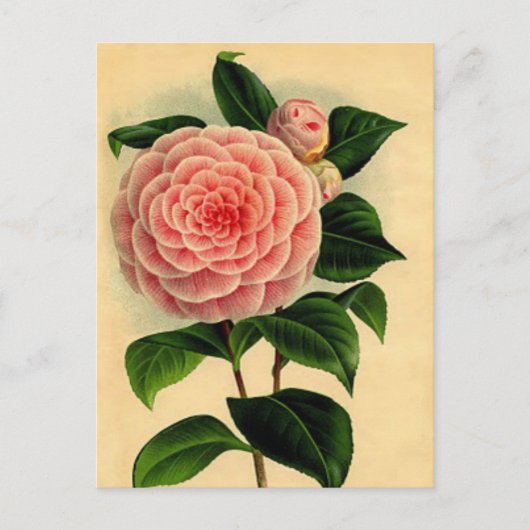  Camellia Floral Briefkaart -  Roze (Voorkant)